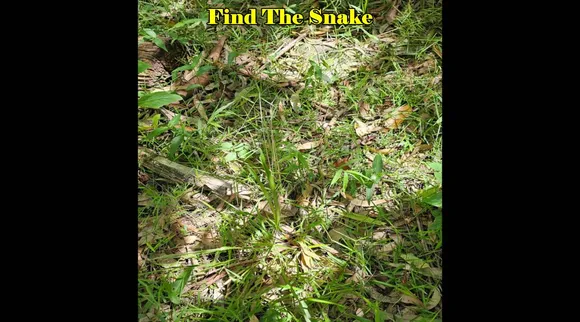 Pointout snake 3