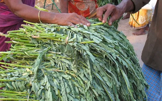 agathi keerai