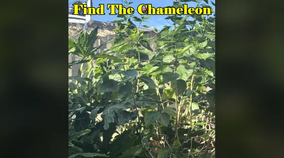 Find the chameleon