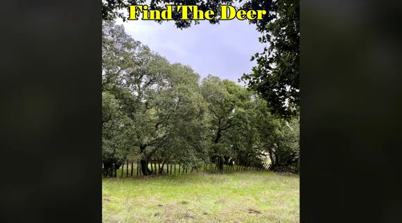 Spot the Deer