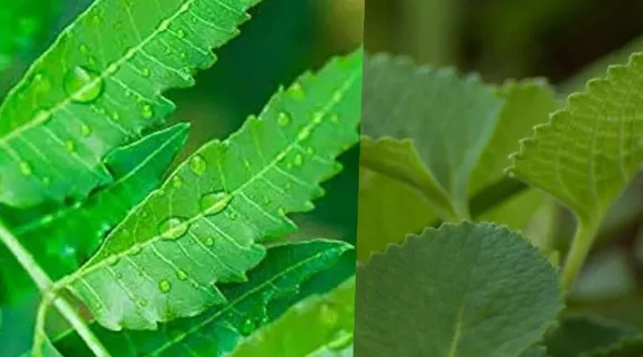 Leaves