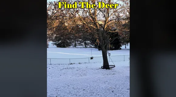 Deer Where
