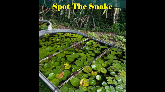 Snake lilly