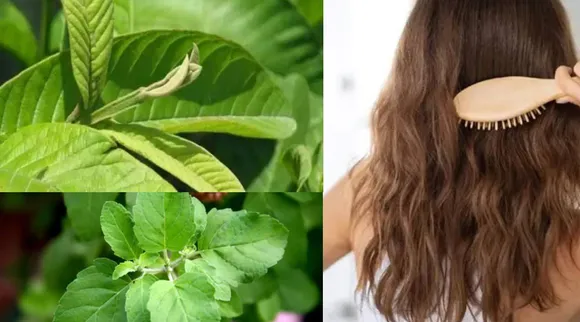 Guava leaves Hair pack