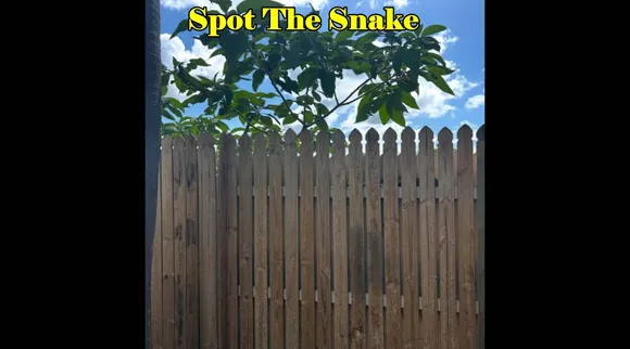 Snake Hidden 