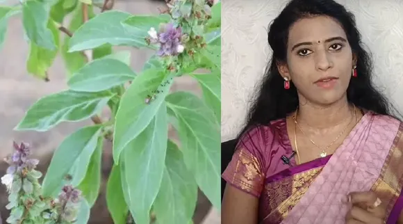 Thiruneetru pachilai