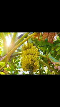 banana