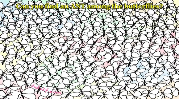 Ant 