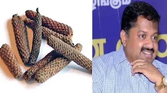 திப்பிலி