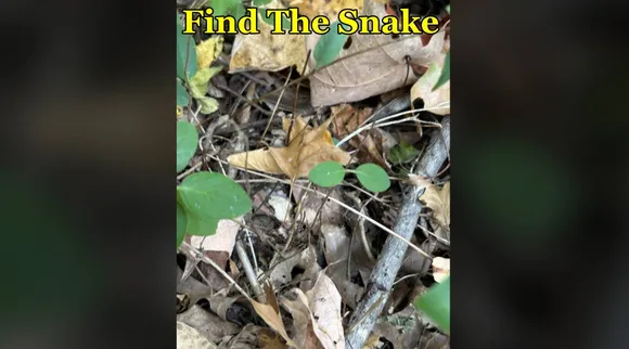 Snake spot 