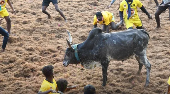 Mdu Jallikattu