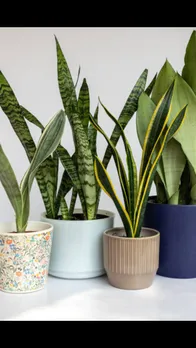house plants