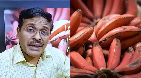 Dr Karthikeyan Red Banana