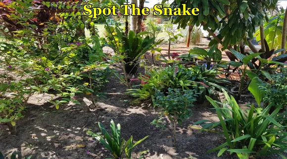 Spot The Snake