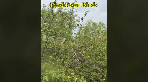 Find Four Birds
