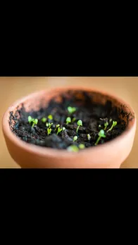 basil seeds