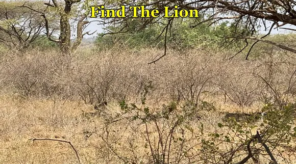 Lion Find