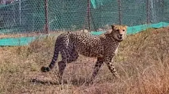 Leapord