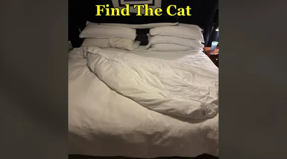 Cat here 
