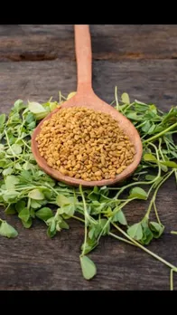fenugreek