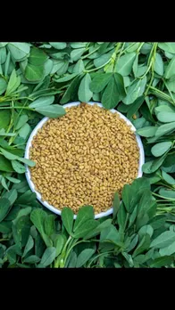 fenugreek