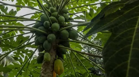 Papaya leaves