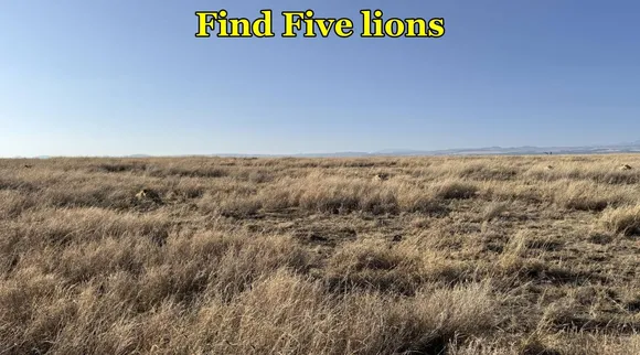 Find Five Lions