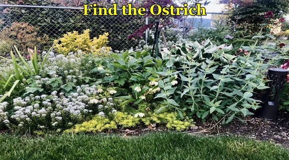 Ostrich 