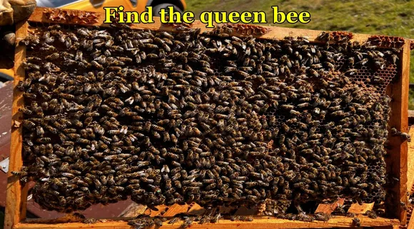 queen bee