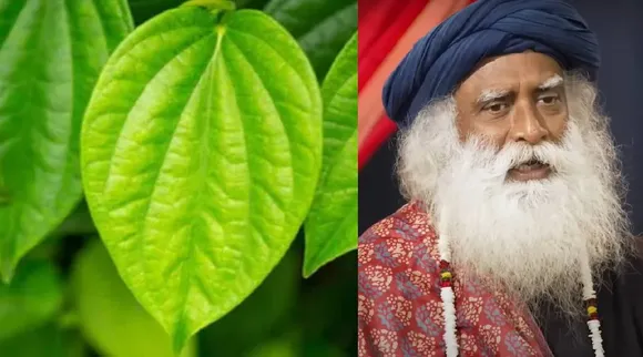 Sadhguru betel