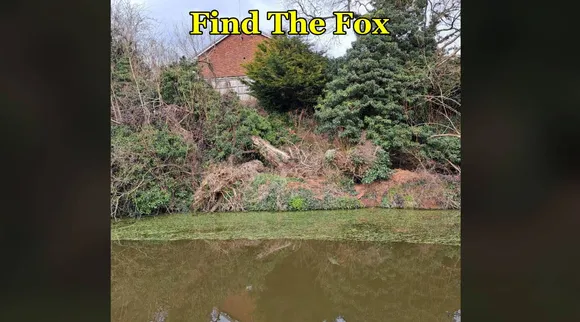 Fox disc 