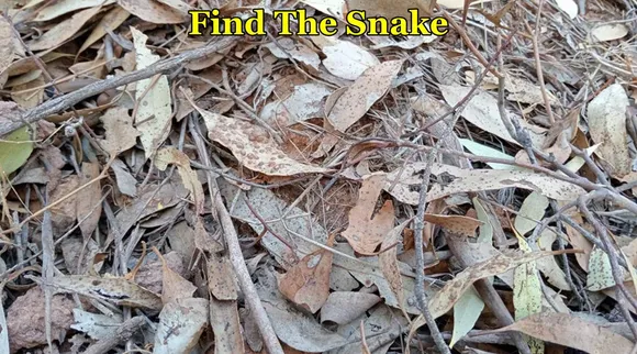 Snake dry bush