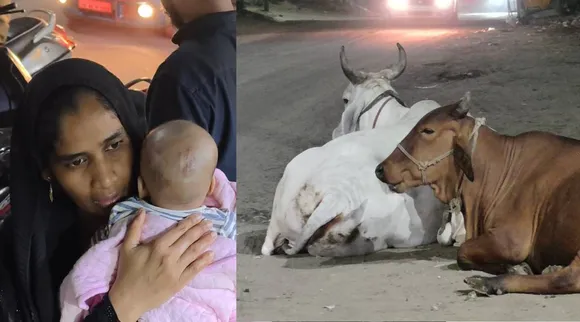 cow attack