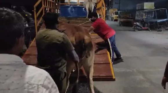 சொவை மாடு