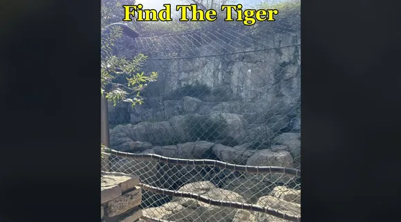 The Tiger find