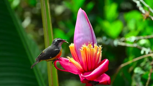 banana flower
