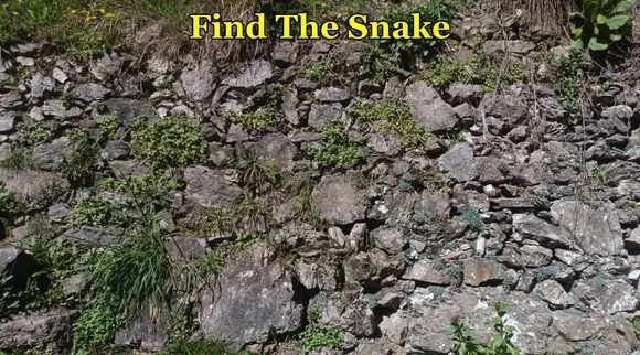 sun bath taking snake