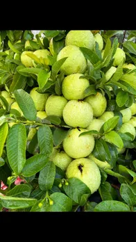 guava
