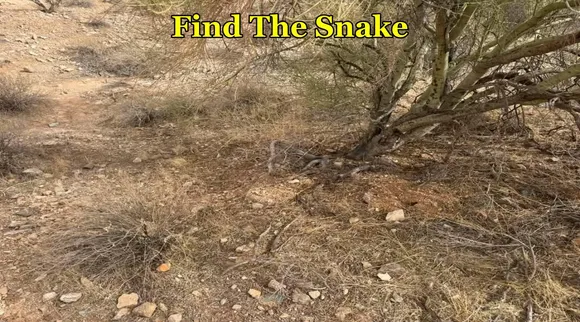 Snake under tree