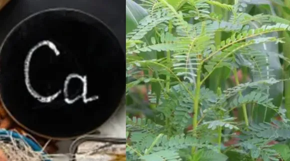Calcium spinach