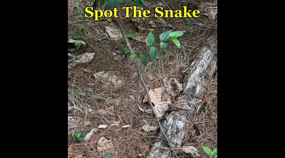 Snake 
