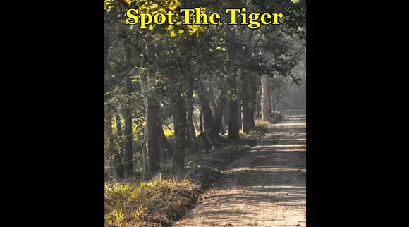Tiger F 1