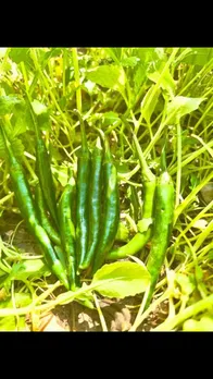 chilli