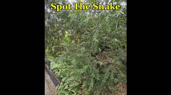 Snake spot 