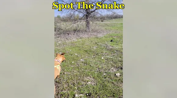 Snake dog 