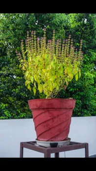 tulsi