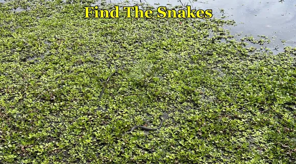 FT Snakes