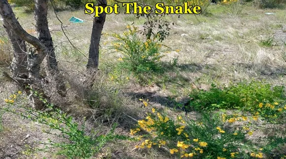 Snake FP 