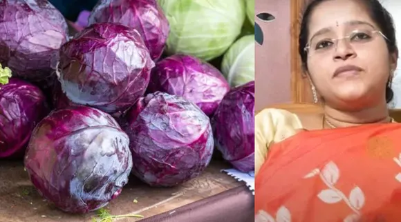 Uses of cabbage