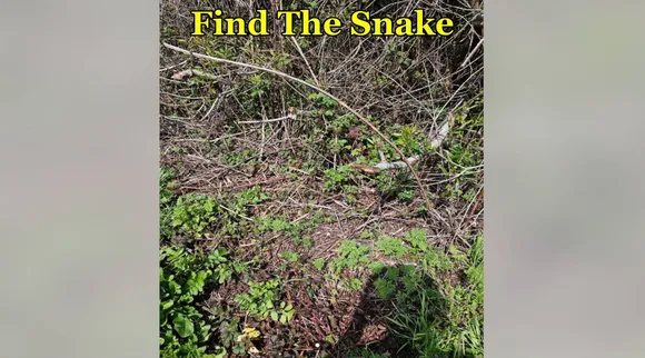snake